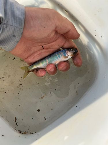 オイカワの釣果