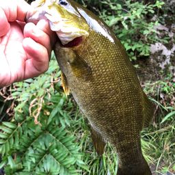 スモールマウスバス