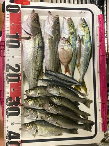 ツバスの釣果
