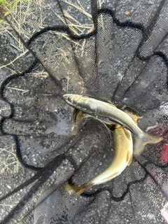 アユの釣果