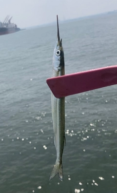 サヨリの釣果
