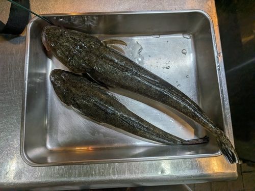 マゴチの釣果