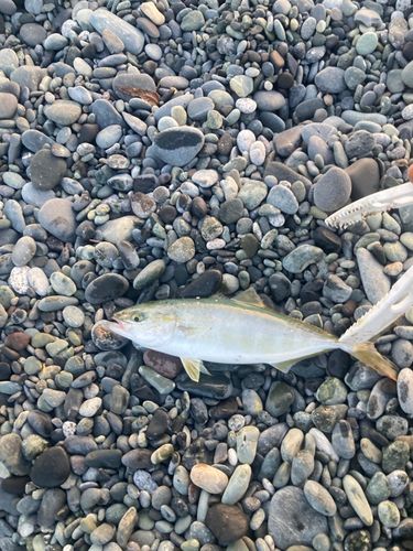 ワカシの釣果