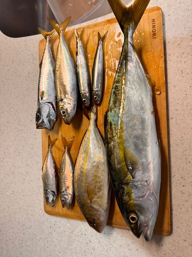 ツバスの釣果