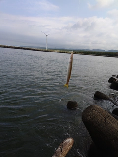 カマスの釣果