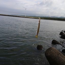 カマス