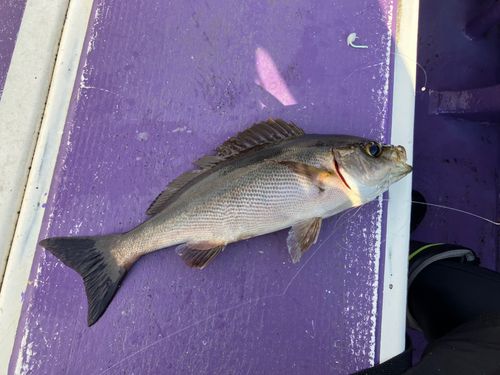 イサキの釣果