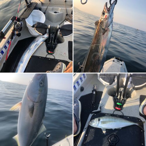 タチウオの釣果