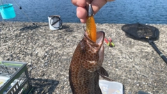 オオモンハタの釣果