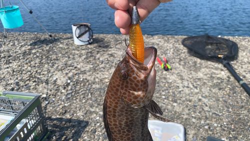 オオモンハタの釣果