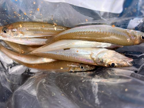 キスの釣果