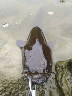 マナマズの釣果