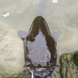 マナマズ