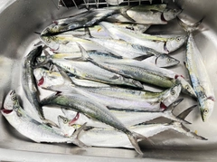 サゴシの釣果