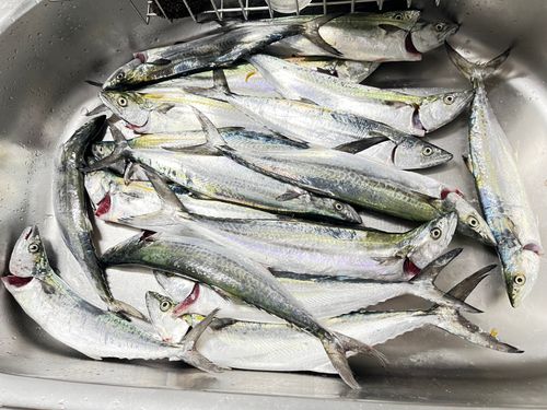 サゴシの釣果