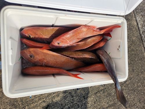 タイの釣果