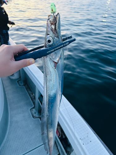 タチウオの釣果