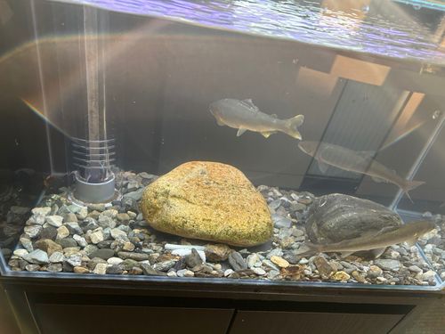 アユの釣果