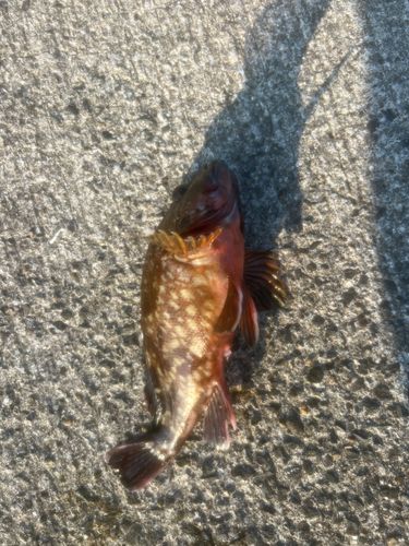 カサゴの釣果