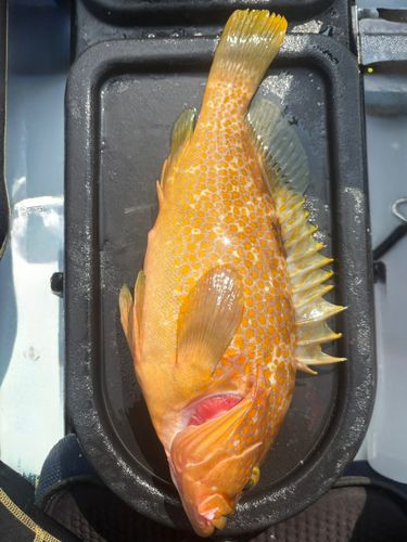キジハタの釣果