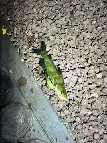 アメリカナマズの釣果