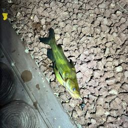 アメリカナマズ