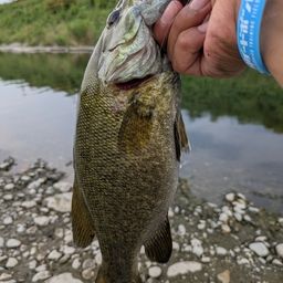 スモールマウスバス