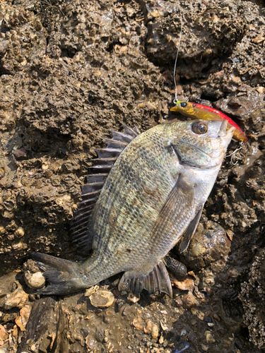 チヌの釣果