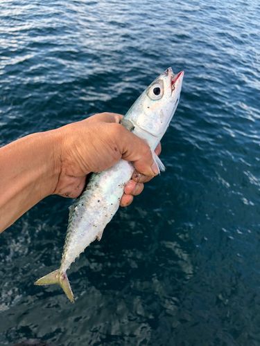 サバの釣果