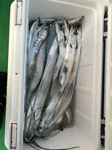 タチウオの釣果