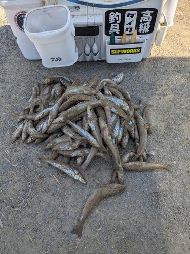 キスの釣果