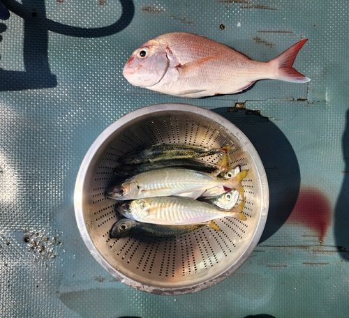 マダイの釣果