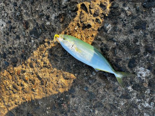 コゾクラの釣果