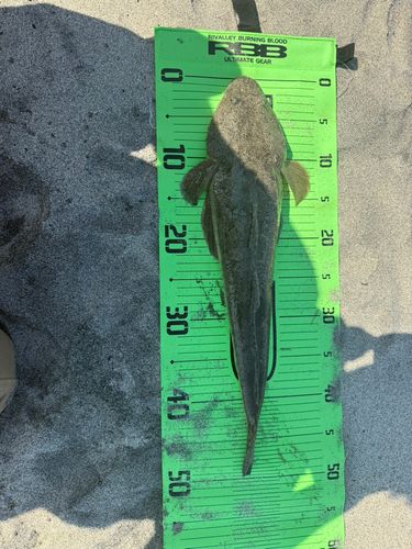 マゴチの釣果