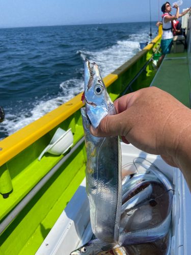 タチウオの釣果