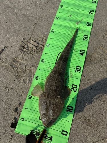 マゴチの釣果