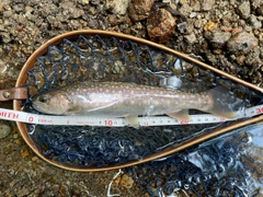 イワナの釣果