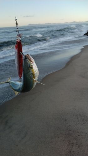 ワカシの釣果