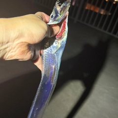 タチウオの釣果