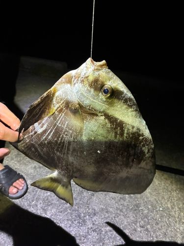 釣果