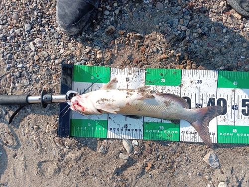 アメリカナマズの釣果