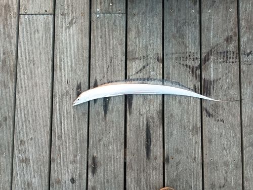 タチウオの釣果