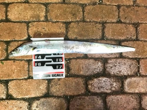 タチウオの釣果