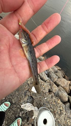 マハゼの釣果