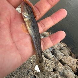 マハゼ