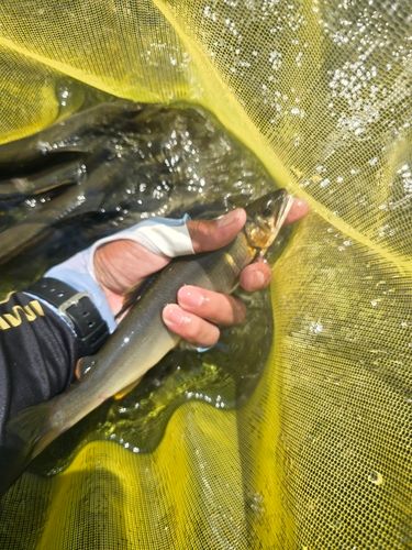 アユの釣果