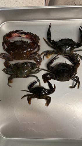 イシガニの釣果