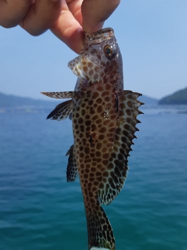 オオモンハタの釣果