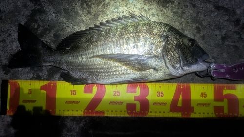 チヌの釣果