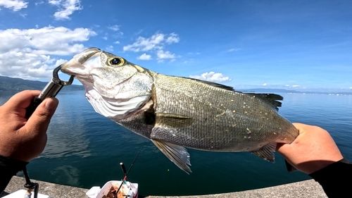 スズキの釣果